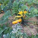 Bed & Breakfast D'hotes Le Jardin De Rosalie Willer-sur-Thur