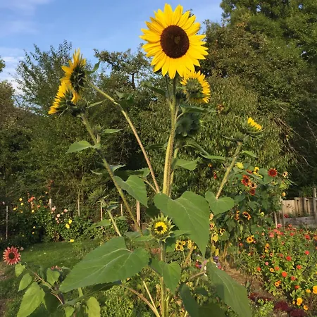 D'hotes Le Jardin De Rosalie Panzió *